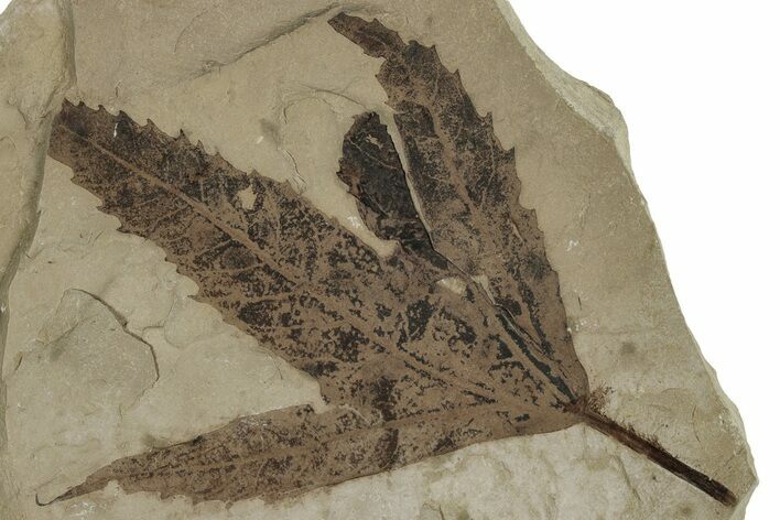 Fossil Sycamore (Macginitiea) Leaf - Green River Formation, Utah #356089